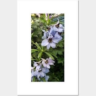 Light blue delphinium blossoms Posters and Art